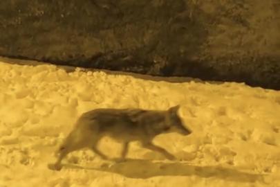 Aç kalan kurtlar şehir merkezine indi