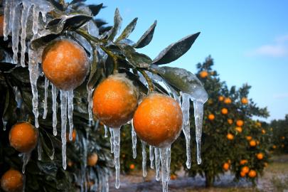 Adana için zirai don alarmı: Gece sıcaklık sıfırın altına düşecek