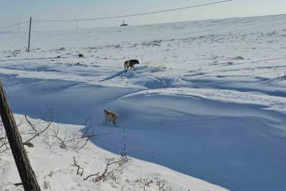 Adilcevaz’da başıboş sokak köpekleri korku saçıyor