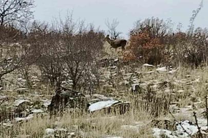 Ankara’da geyik sürüsü kameralara yansıdı