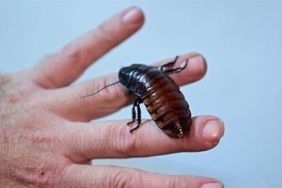 Antalya'da bilime ve canlı yem ihtiyacına çözüm: Böcek çiftliği