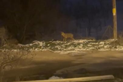 Başkentte kurt sürüsü görüldü