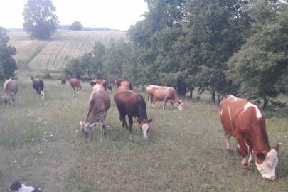 Bilecik’te şap alarmı: Hayvan giriş-çıkışları yasaklandı