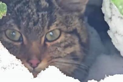 Bolu’da karlar arasında yaban kedisi görüntülendi