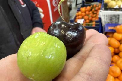 Bu meyveler aşerenler için Singapur’dan geliyor