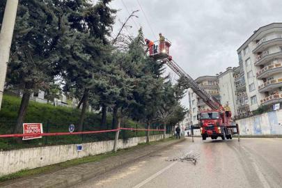 Bursa’da lodos ağacı devirdi, elektrik hatları zarar gördü