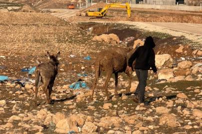 Cizre’de bataklığa saplanan eşekler kurtarıldı