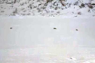 Çukurca’da kurt sürüsü görüntülendi