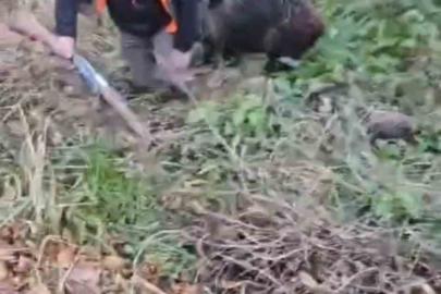 Domuzun saldırısından avcı arkadaşları kurtardı