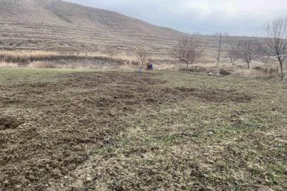 Elazığ’da domuzlar ekili 10 dönüm araziyi talan etti