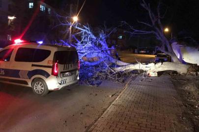 Ereğli’de şiddetli rüzgar ağaçları devirdi, çatıları uçurdu