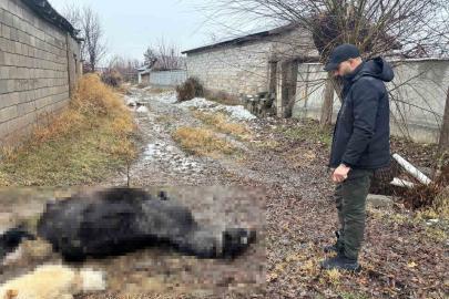 Erzincan’da at ve eşek silahla katledildi