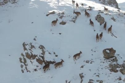 Erzincan’da dağ keçileri karlı arazide yiyecek ararken görüntülendi