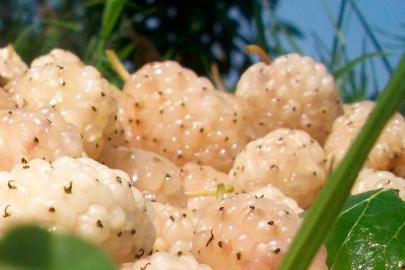 Erzincan’da kapama dut bahçesi kurulacak: Üreticiye yüzde 50 hibe