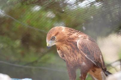 Geçen yıl 11 bin yaban hayvanı tedavi edilerek doğaya salındı