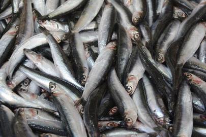 Hamsi 2025'te palamudun tahtına oturdu