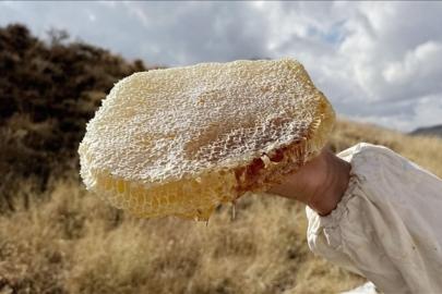 Ilgaz balı, satış rekoruyla Guinness'e girdi: Kilosu 11 bin 118 euro