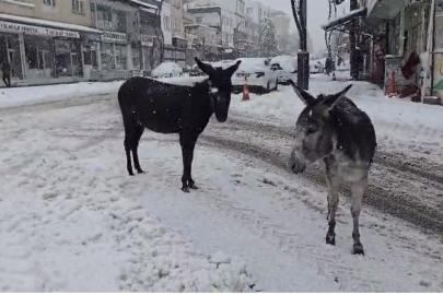 Kar altındaki eşekleri çiftliğine götürüp besledi