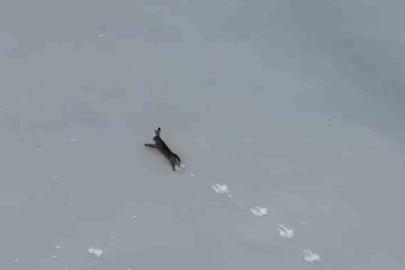 Kar üzerinde koşan yaban tavşanı görüntülendi