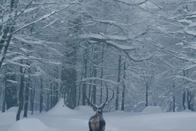 Karla kaplı Kartepe’de kızıl geyik güzelliği