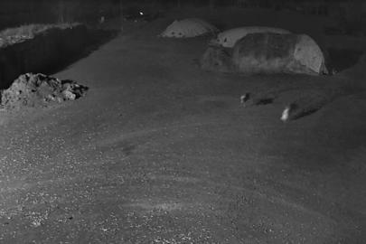 Kars’ta kurtlar köpeği götürdü