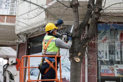 Küçükçekmece’de budanan ağaçlar, ihtiyaç sahiplerine yakacak oluyor