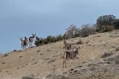 Mihalıççık’ta kaçışan 10 geyik böyle görüntülendi