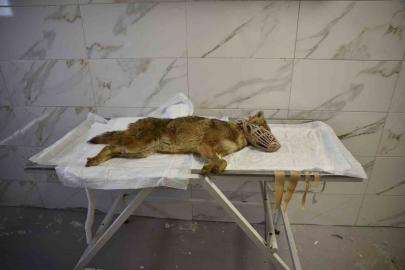 Ölümcül virüse yakalanan çakal tedavi ediliyor