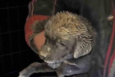 Samsun’da çukura düşen yavru köpek, zabıta ekiplerince kurtarıldı