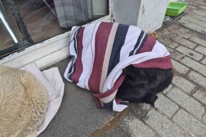 Soğuktan üşüyen sokak köpeği için çözümü üzerini örtmekte buldu