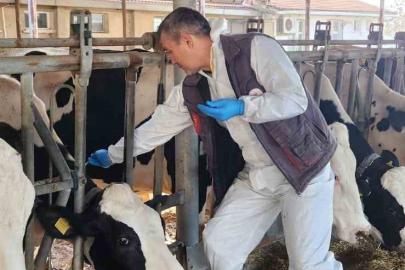 Söke TAYEM’de tüberküloz ve brucella taraması yapıldı