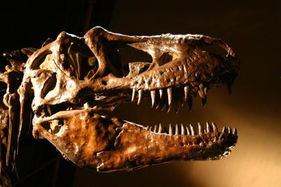 T-Rex fosilleri dinozor tarihini baştan yazdı
