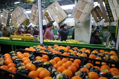 Tarım sektörü, don ve kuraklığa rağmen yıllık ihracat rekoru kırdı