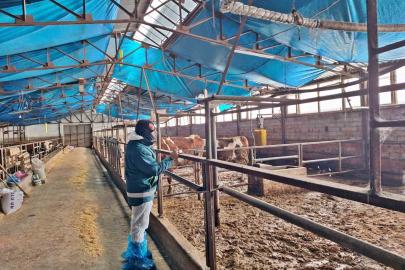 Tavşanlı’da hayvancılık işletmelerine yönelik besilik hayvan kapasite tespit çalışması