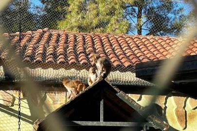 Terminalde koli içinde yakalanan yavru maymunun ’Fıstık’ gibi hayatı oldu