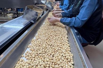 Türkiye'nin 2025 fındık ihracatında Almanya başı çekti