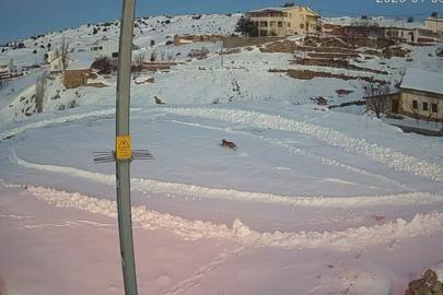Vaşaklar ile kurtlar arasındaki kovalamaca kamerada