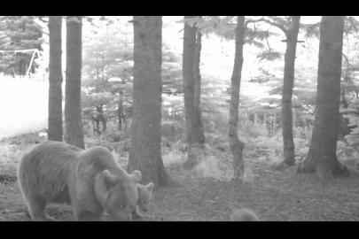 Yavru ayı zıplayarak ailesinin peşinden koştu