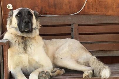 Yerleşim yerinde açılan ateş köpeği vurdu, inceleme başlatıldı
