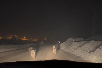 Yüksekova’da aç kalan kurt sürüsü köy yoluna indi